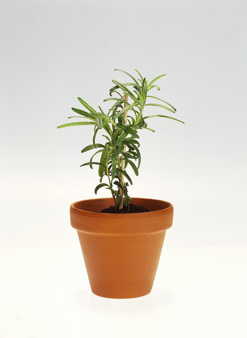 Rosemary Growing in a Pot