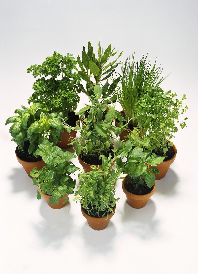 Various herbs in pots