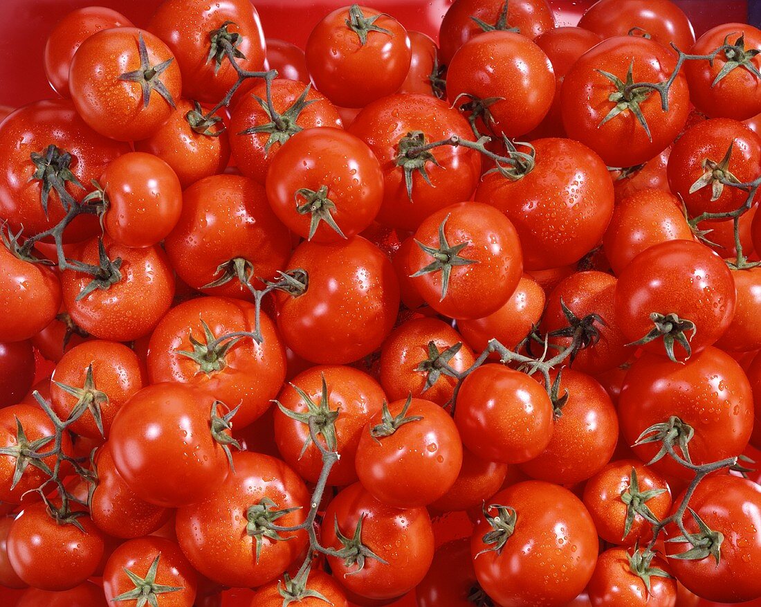 Vine tomatoes (filling the picture)