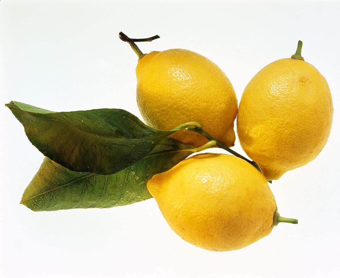 Three lemons and lemon leaves