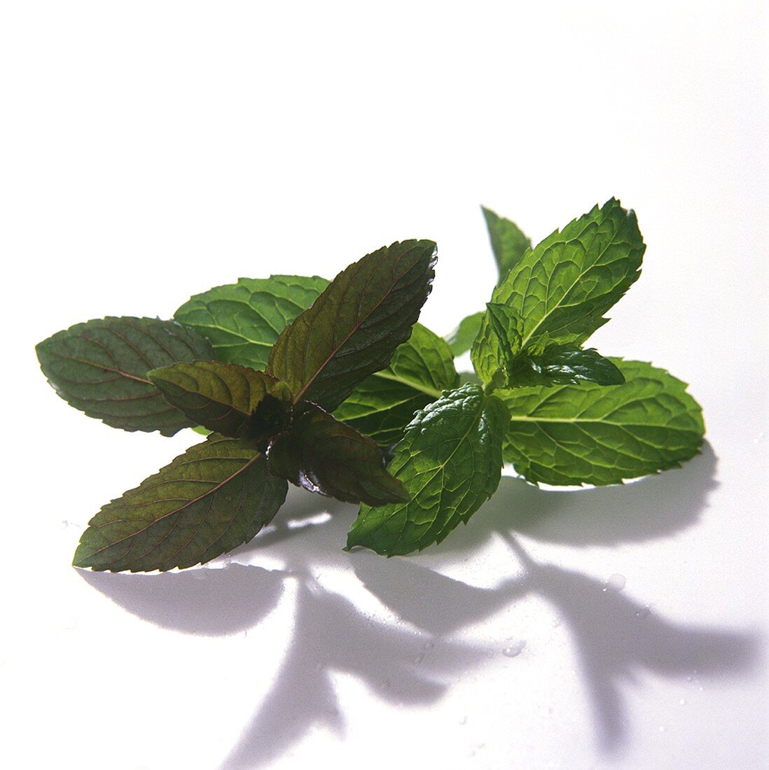 Sprig of Peppermint