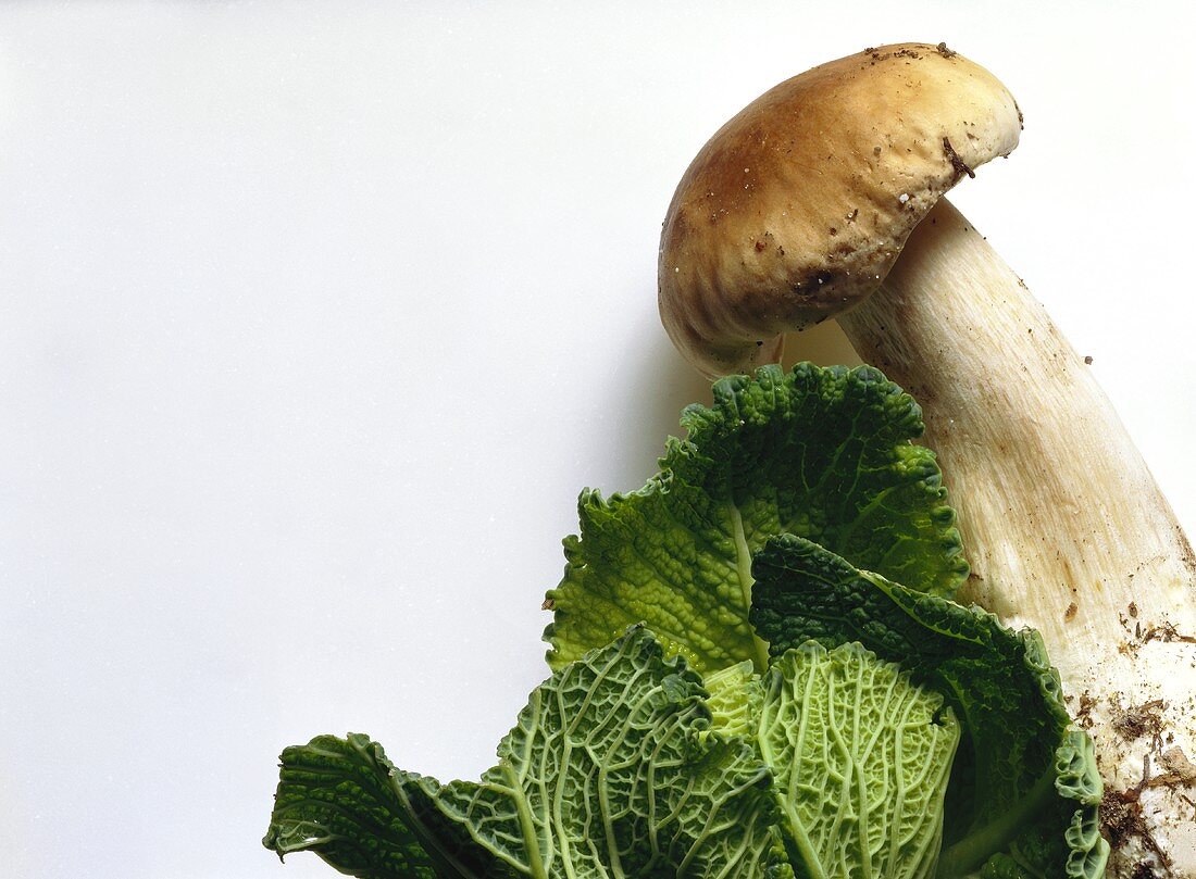 Cep & Savoy Cabbage