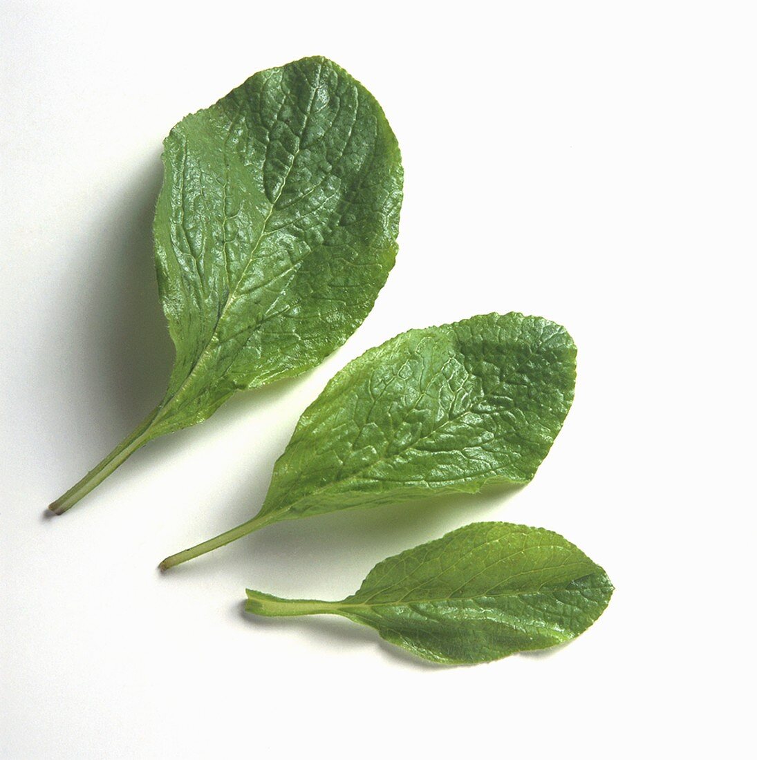 Three Borage Leaves