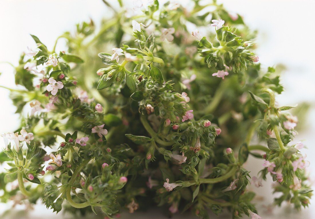 Thyme