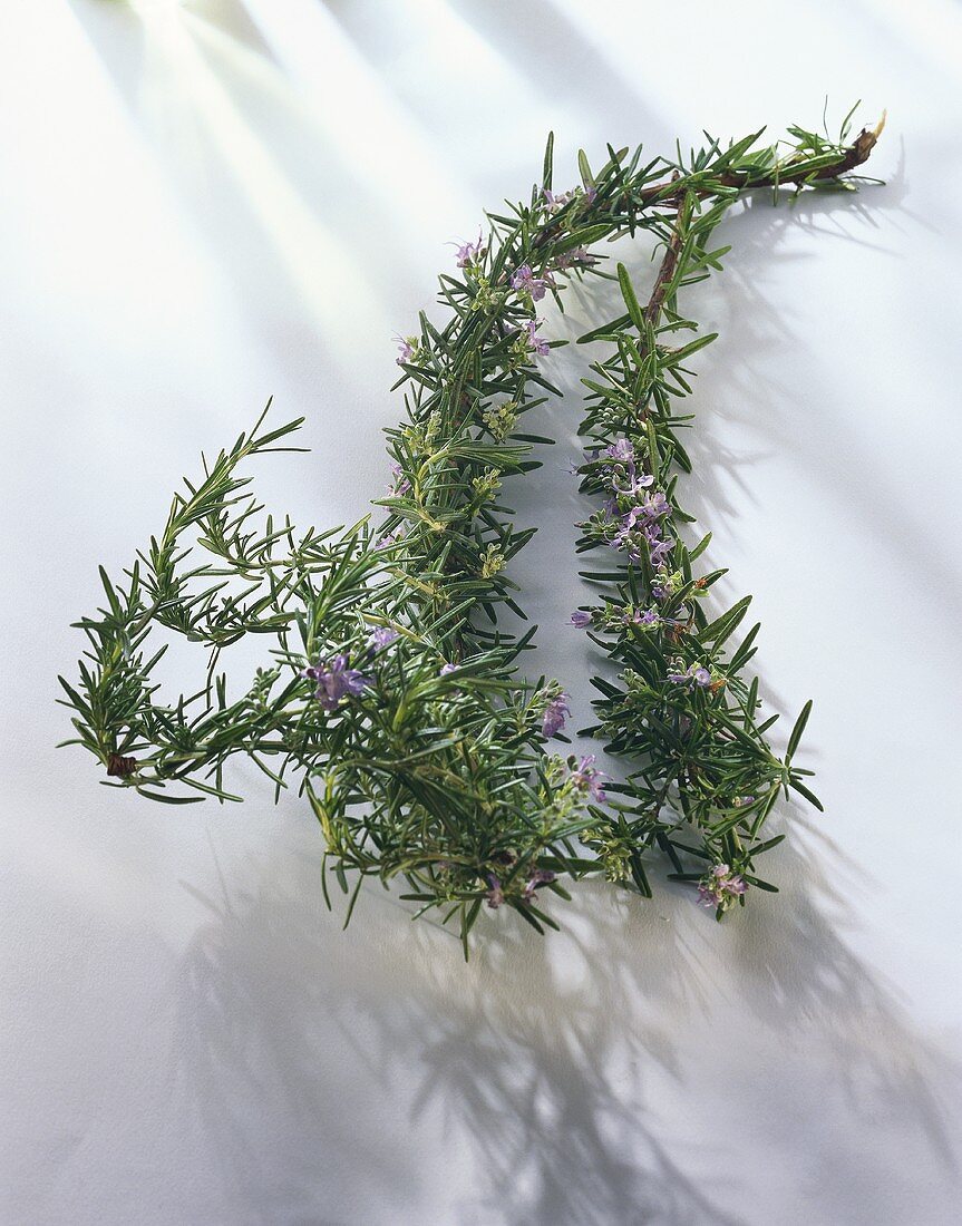 Sprigs of rosemary with flowers