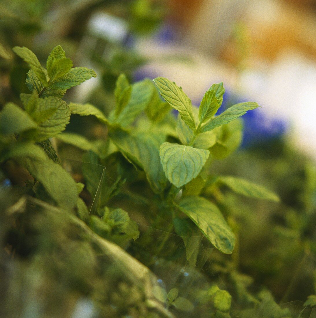 Fresh peppermint at the market
