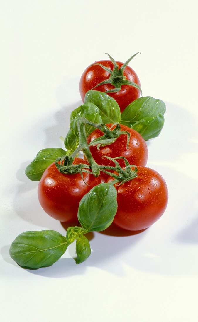 Frische Tomaten und Basilikum mit Wassertropfen