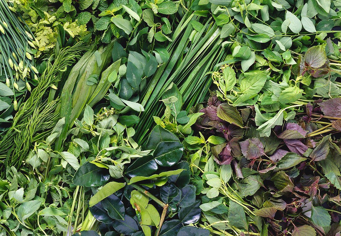 Close Up of Fresh Herbs