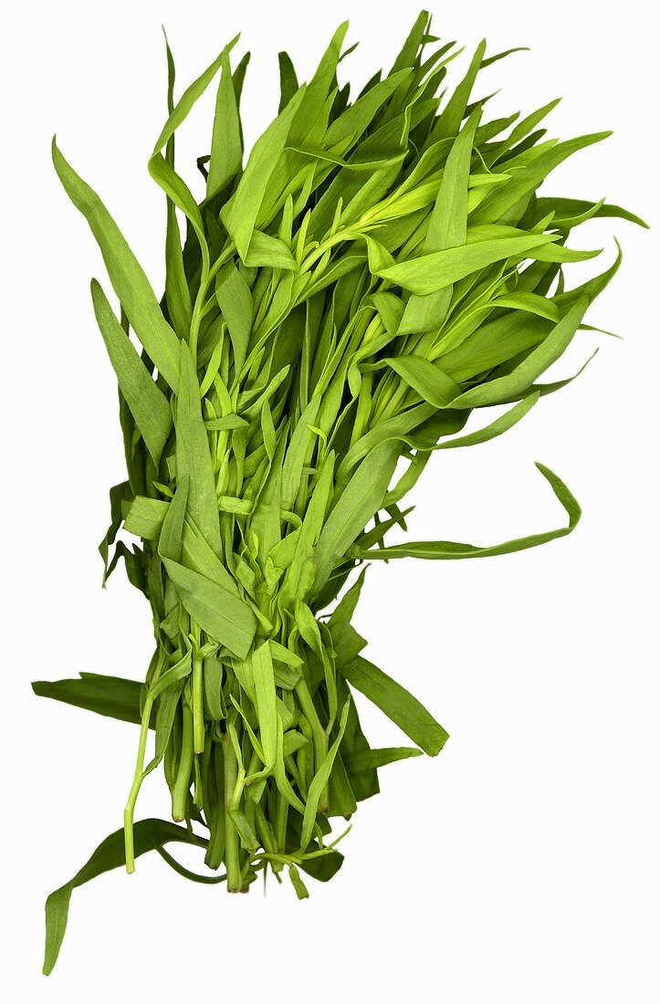 Tarragon