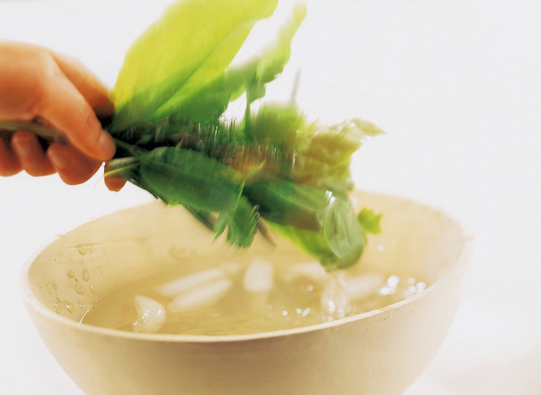 Hand washing bunch of salad leaves and herbs in a bowl