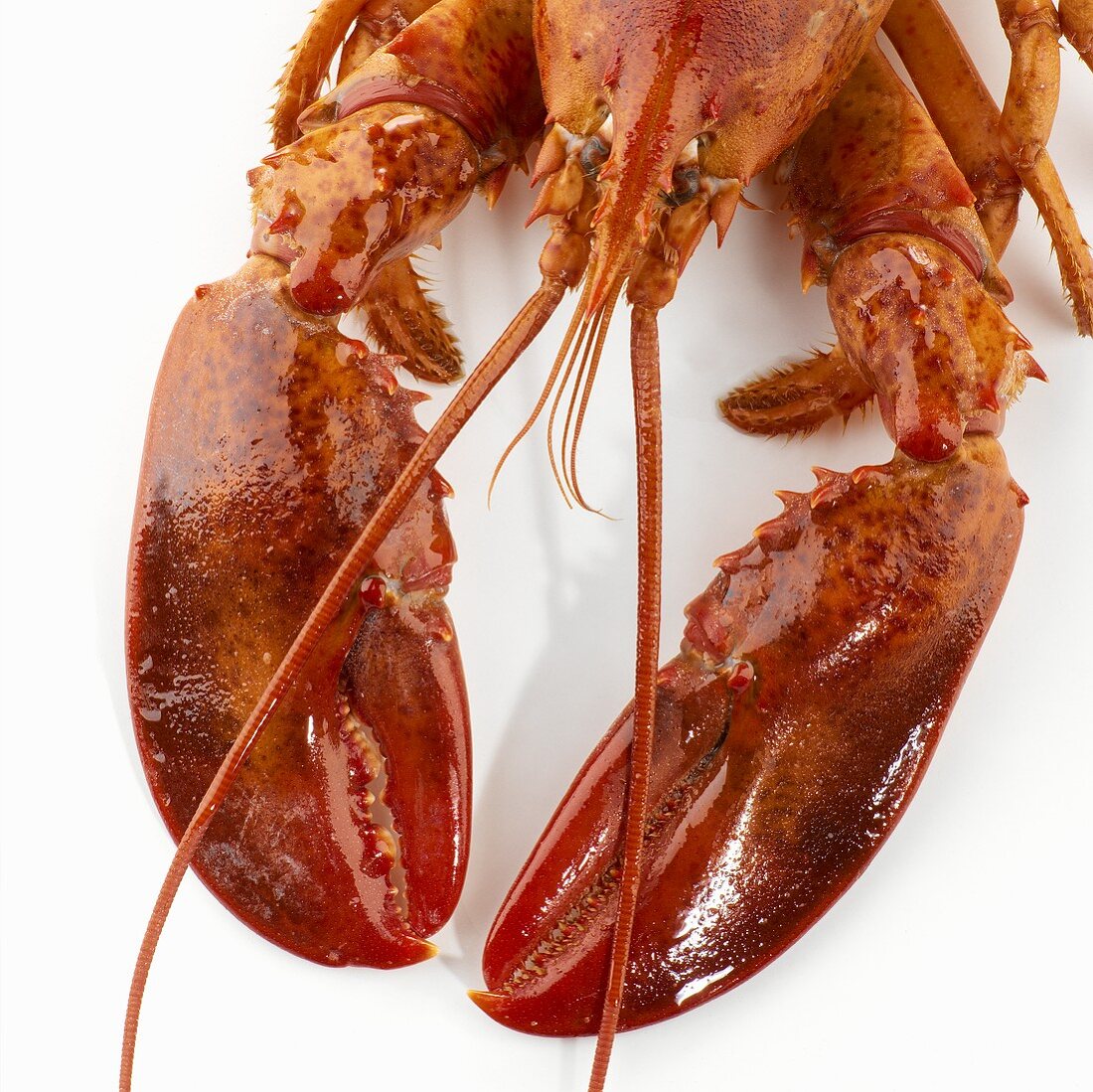 Detail of a cooked lobster