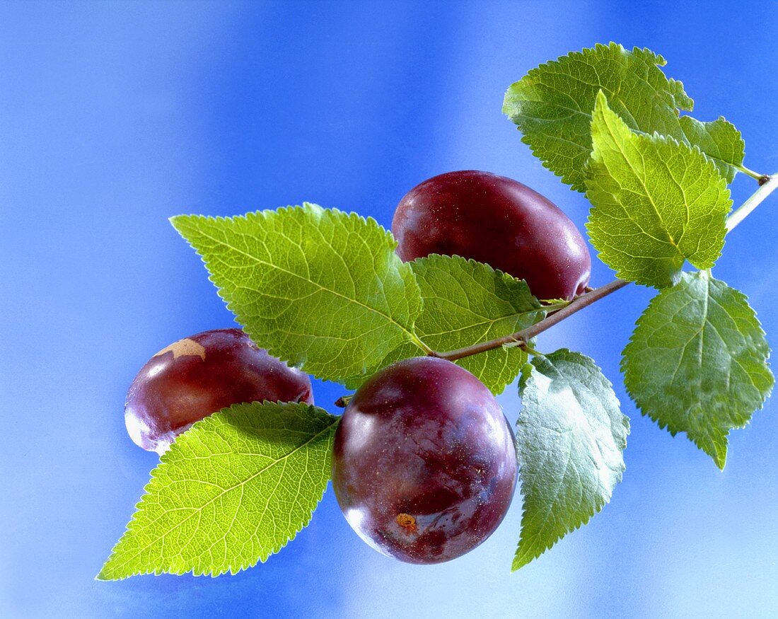 Three plums on the branch