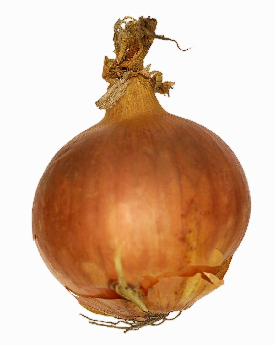 An onion