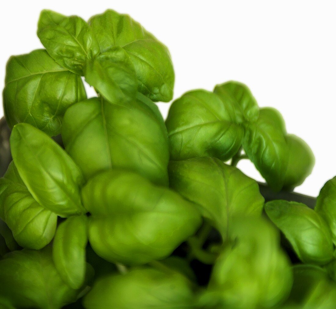 Basil (close-up)