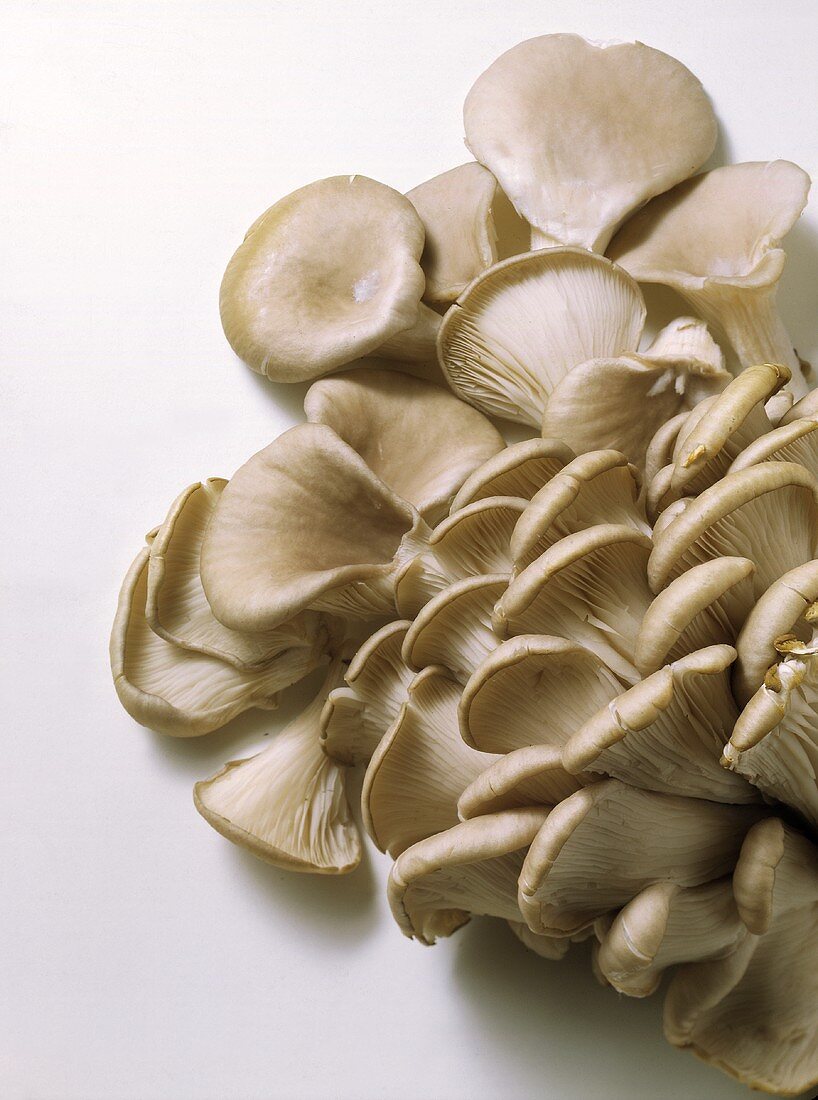 Oyster Mushrooms