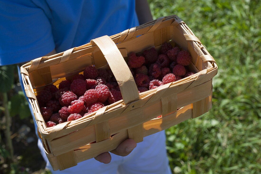 Woodchip basket of fresh raspberries