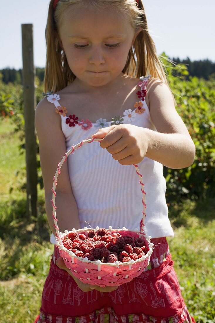 Mädchen hält Körbchen mit frisch gepflückten Himbeeren