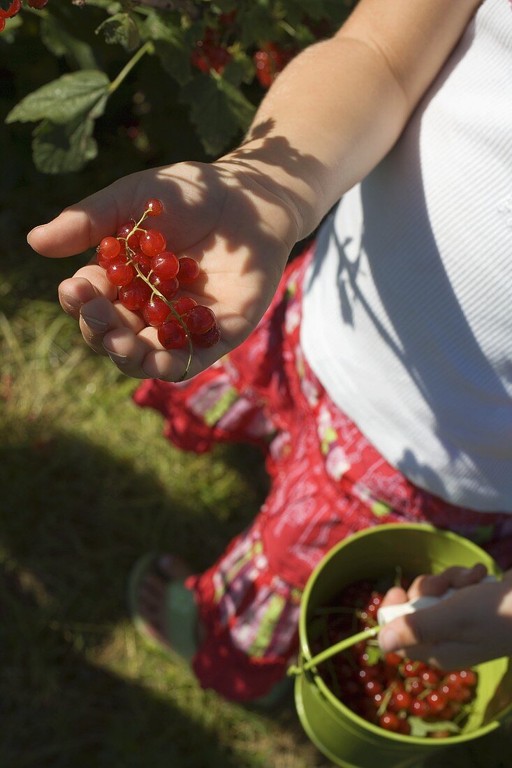 Mädchen hält rote Johannisbeeren