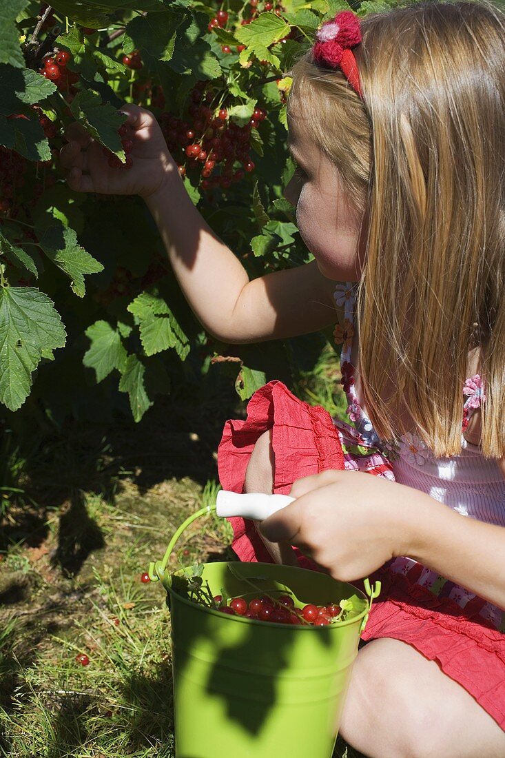 Girl picking redcurrants