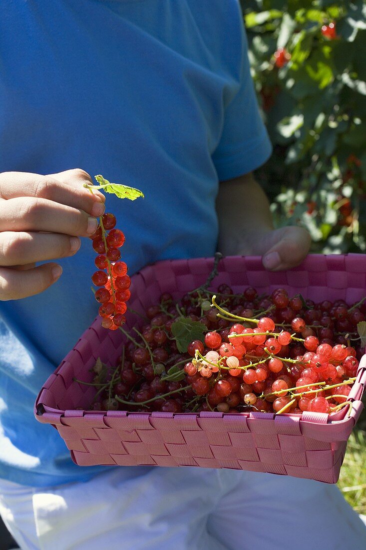 Junge hält frisch gepflückte rote Johannisbeeren