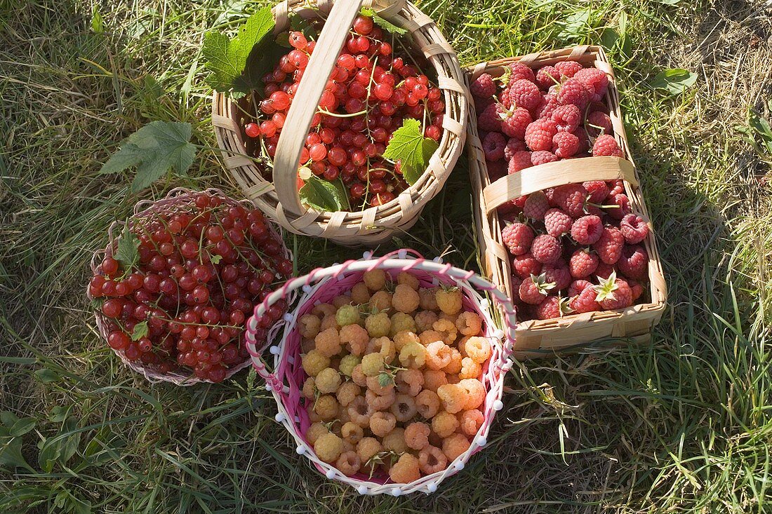 Körbchen mit frisch gepflückte Himbeeren und Johannisbeeren