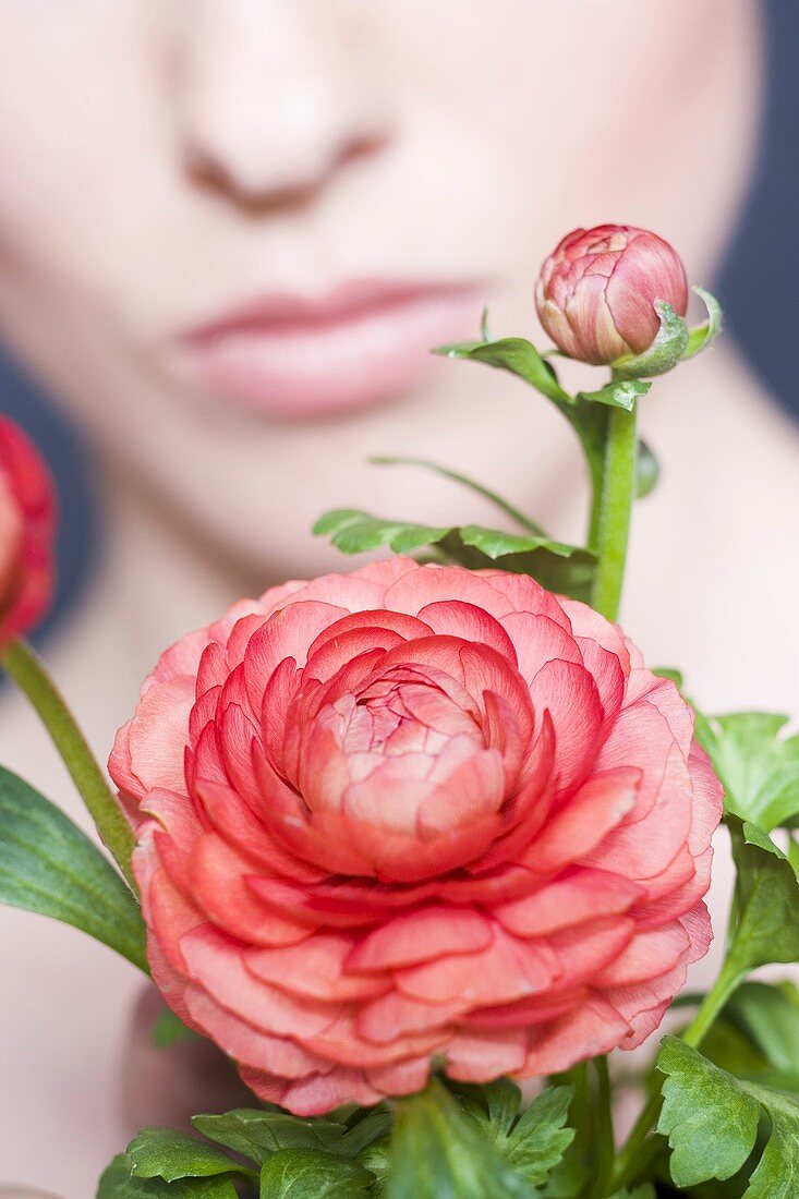 Ranunculus with woman in background