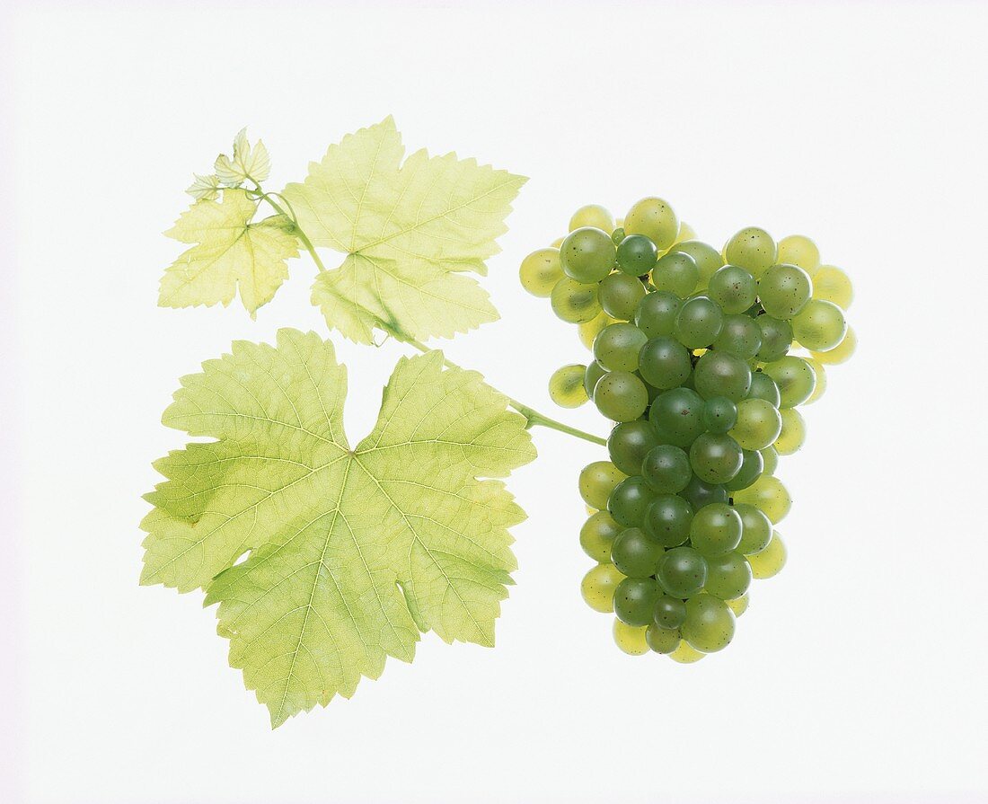 Sauvignon blanc grapes