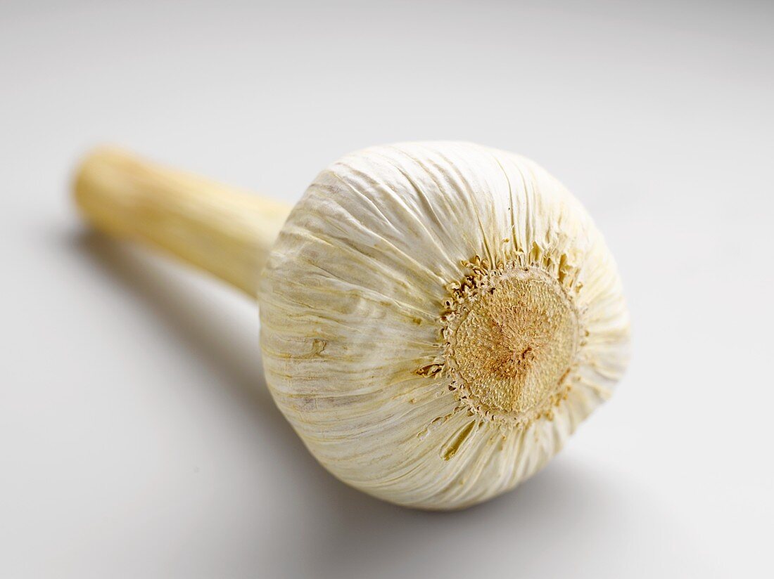 A garlic bulb