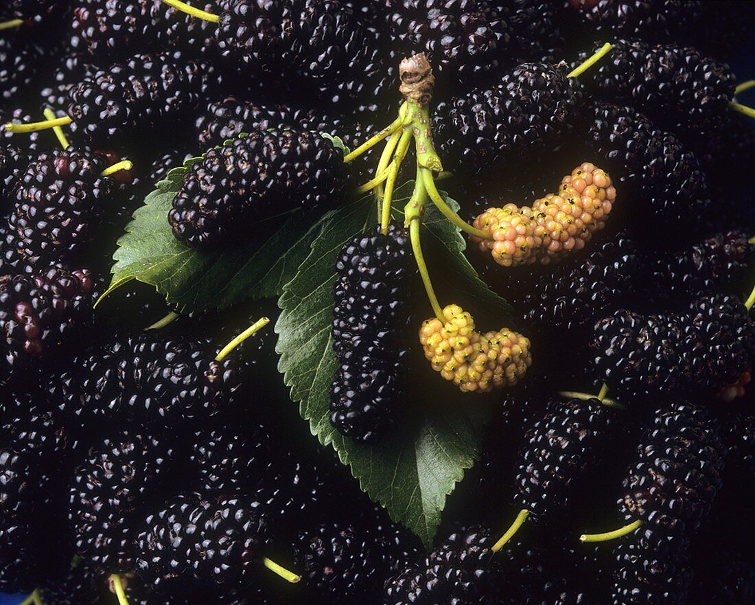 Mulberries (full-frame)