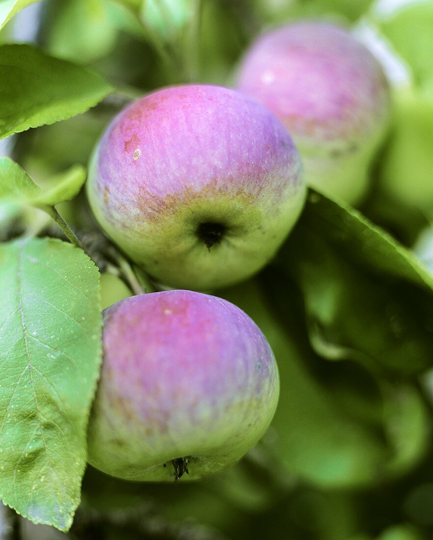 Äpfel am Baum (Nahaufnahme)