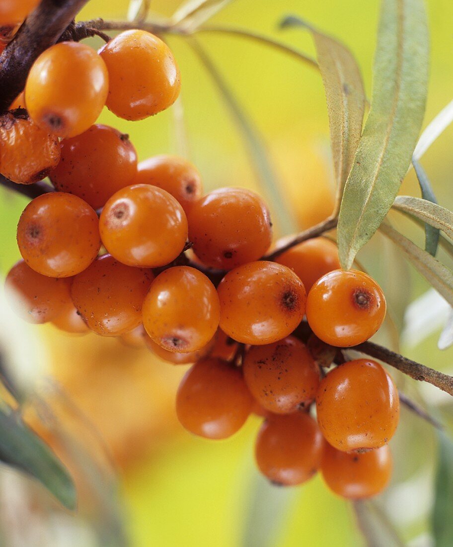 Sea buckthorn berries