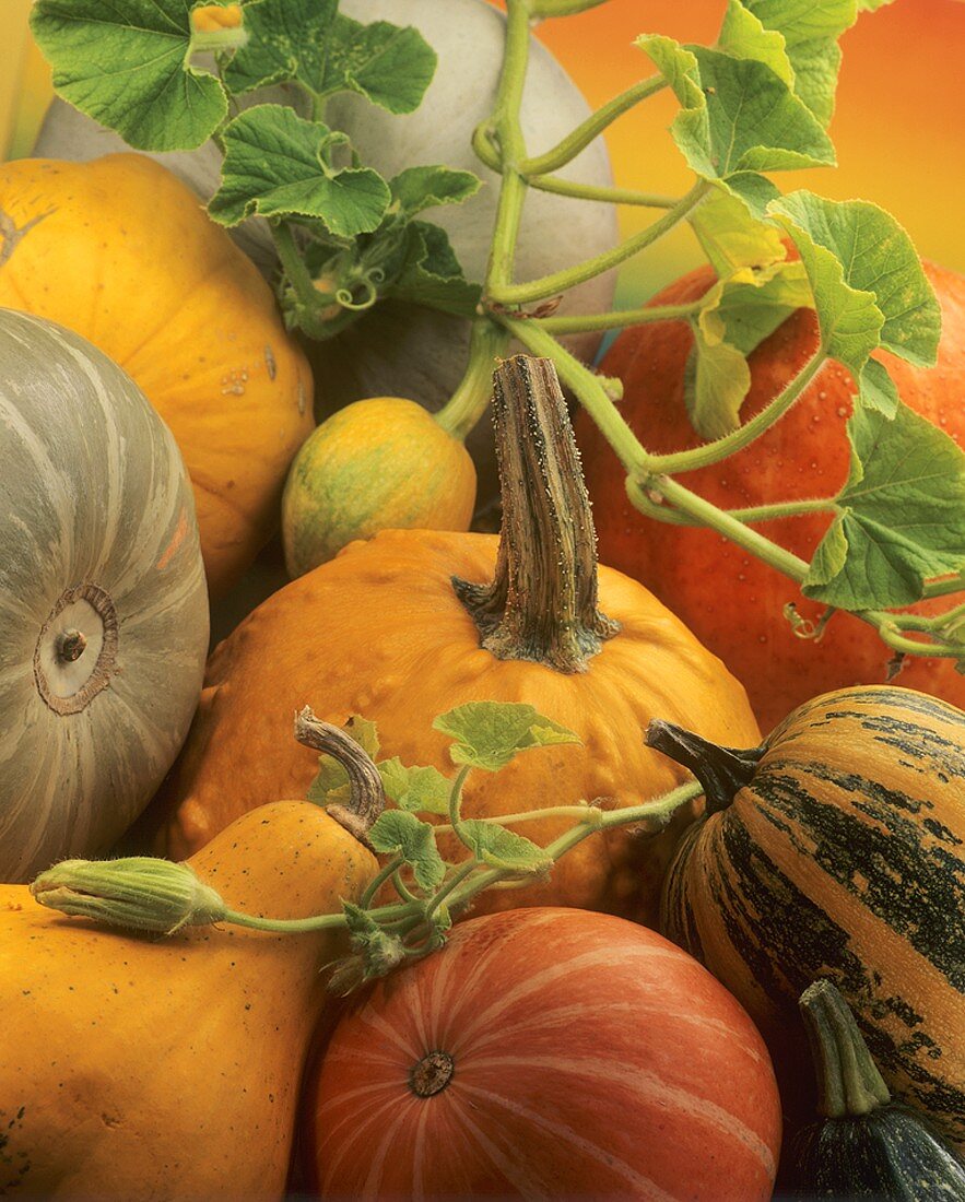 An assortment of pumpkins and squashes