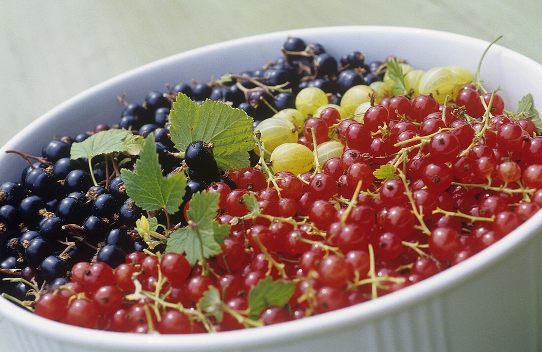 Rote und schwarze Johannisbeeren und Stachelbeeren