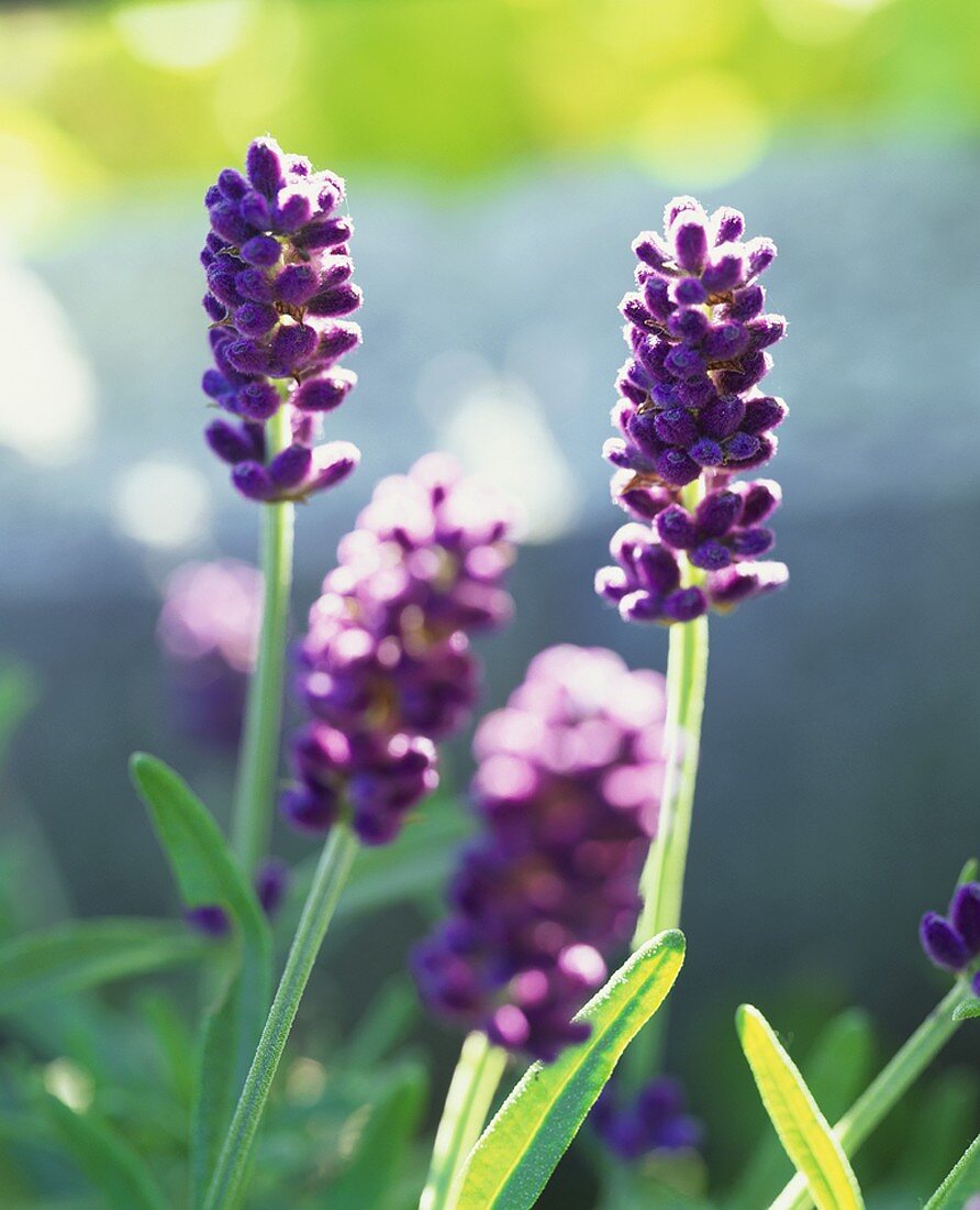 Lavender flowers