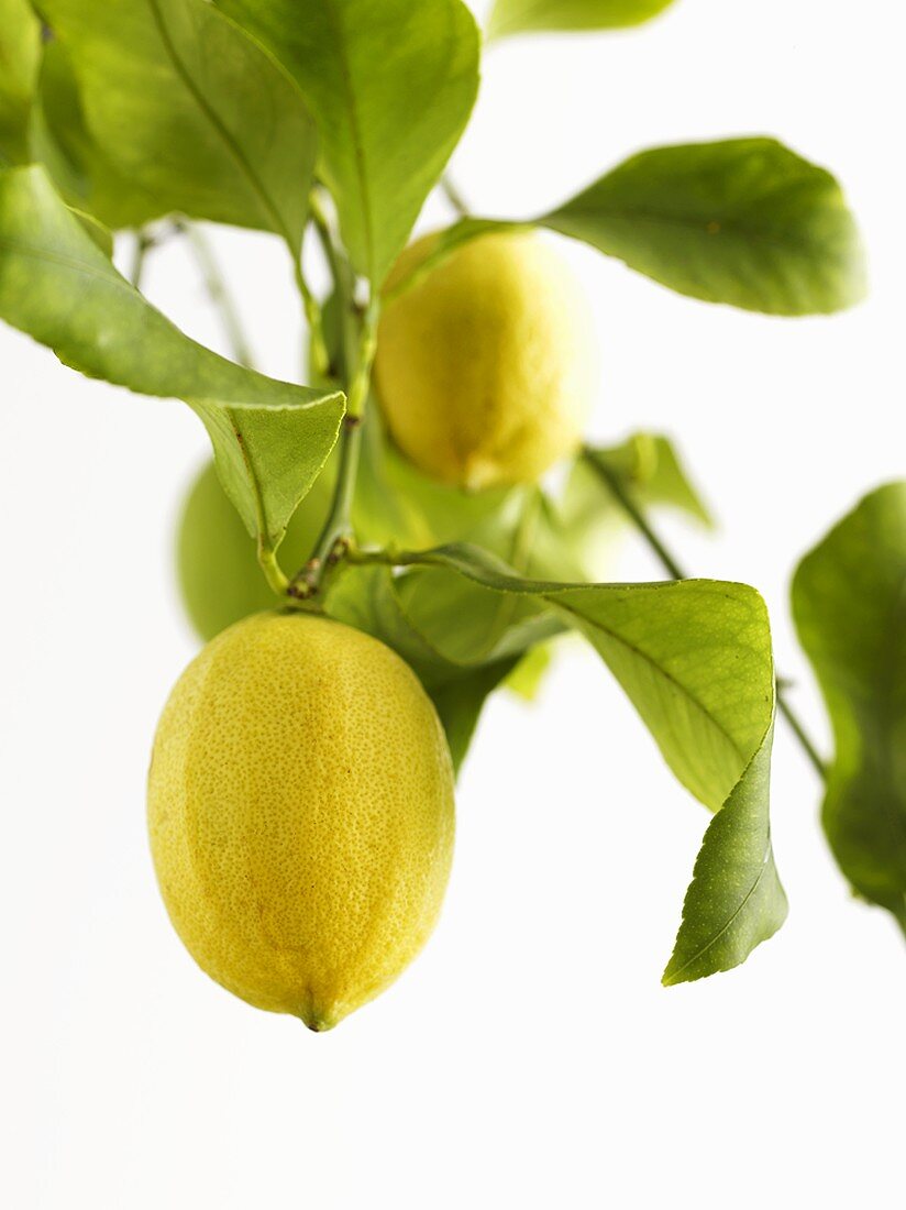 Zitronen am Baum hängend