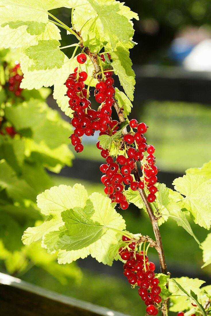 Rote Johannisbeeren am Strauch