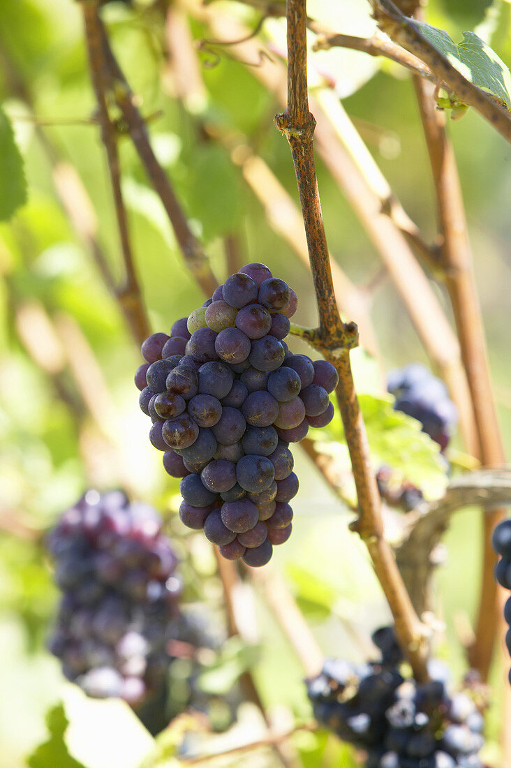 Pinot noir grapes on the vine, New Zealand