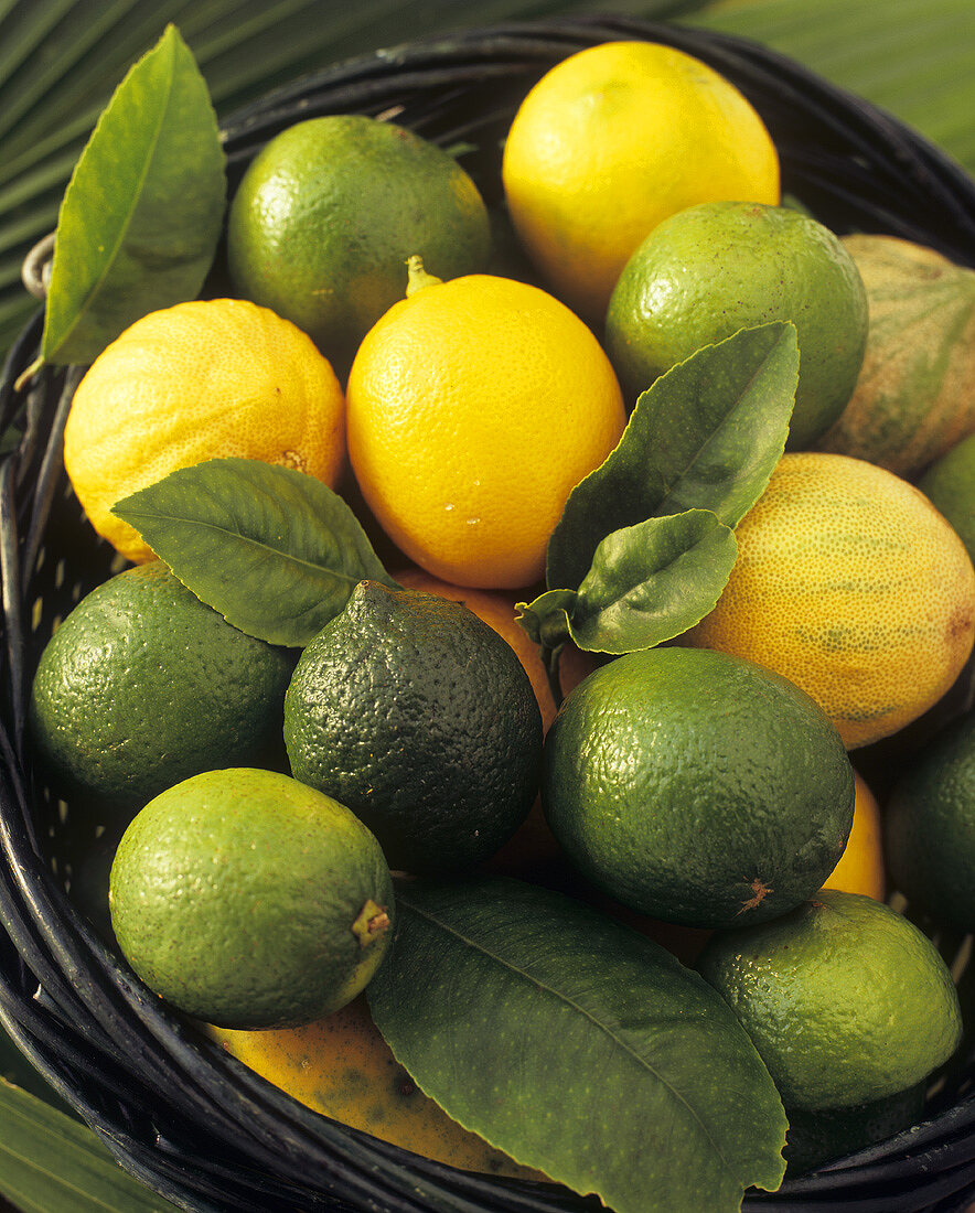 Limes and lemons with leaves in a wicker basket