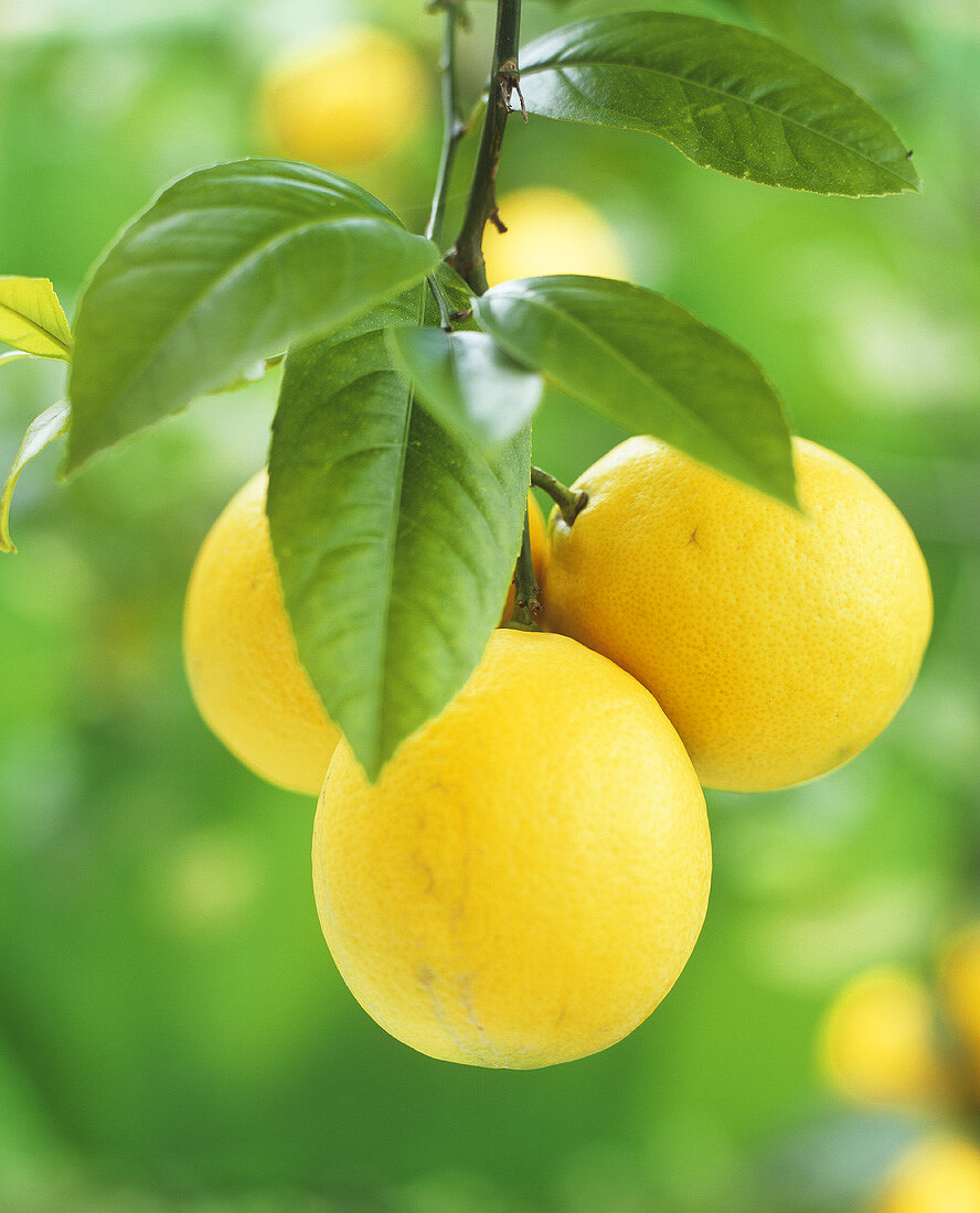 Lemons on the tree