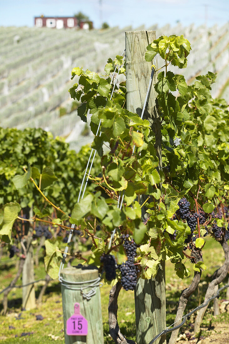Pinot-Noir-Trauben am Rebstock, Neuseeland