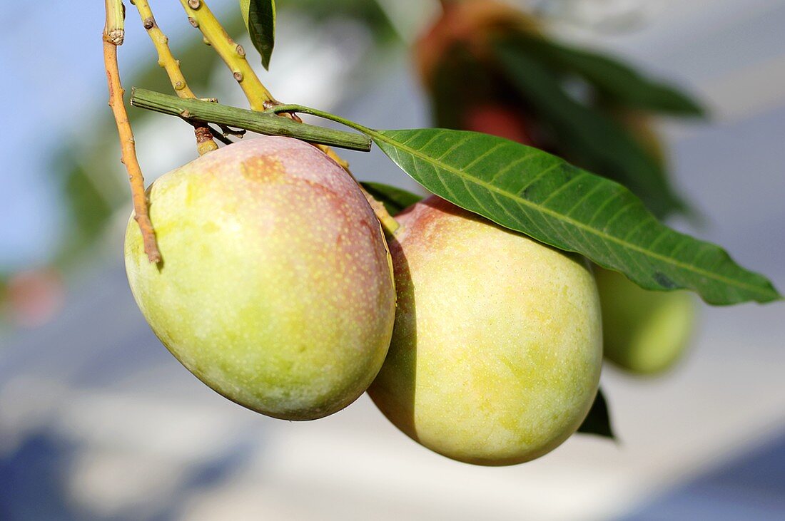 Zwei Mangos hängen am Zweig