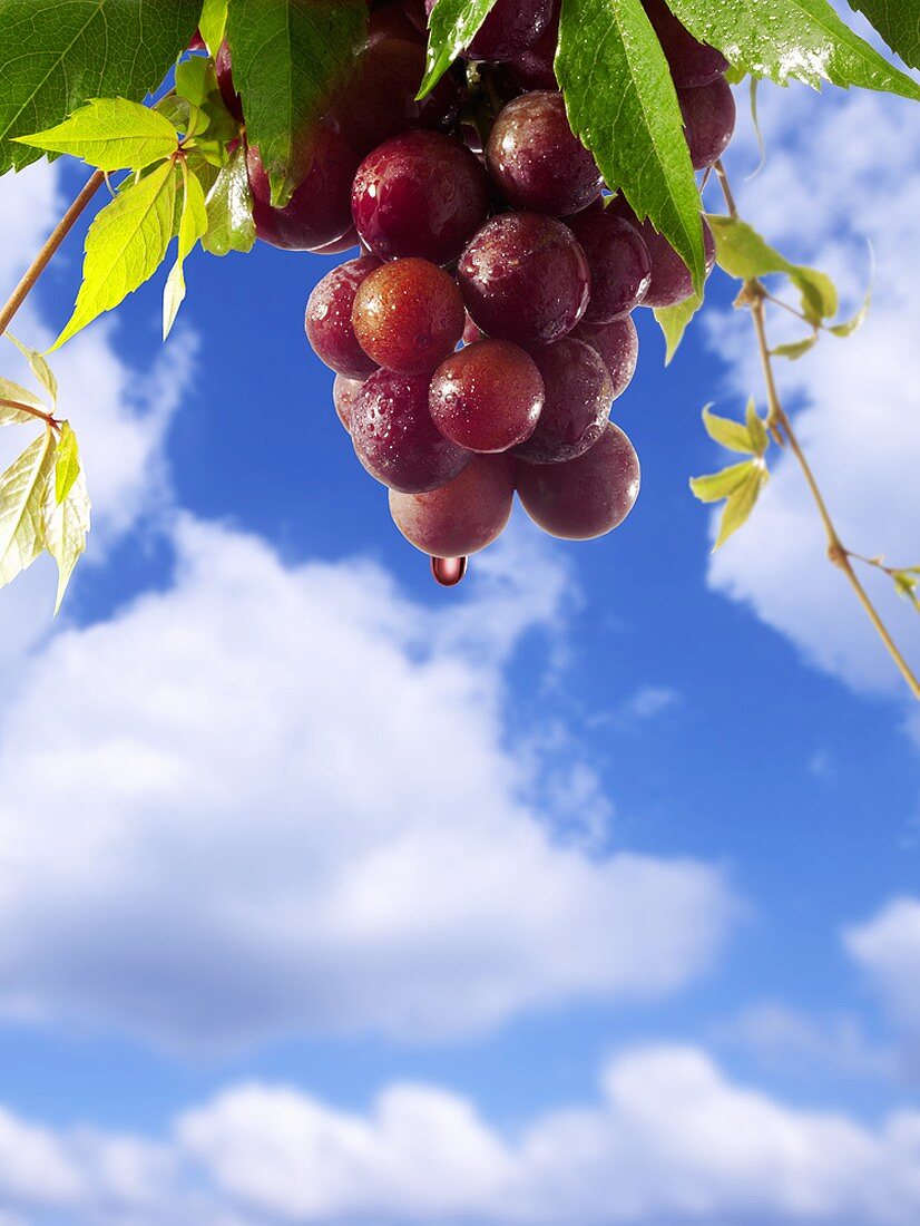 Rotwein tropft von Weintrauben vor blauem Himmel