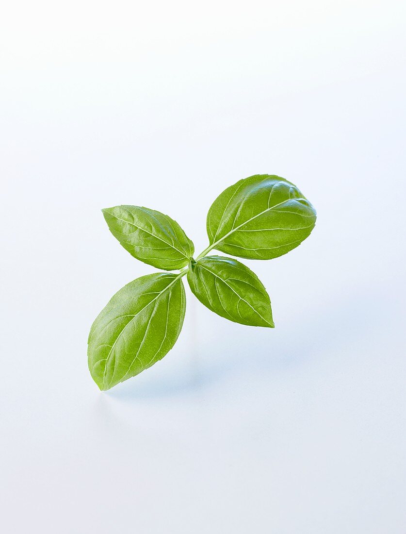 Basil leaves