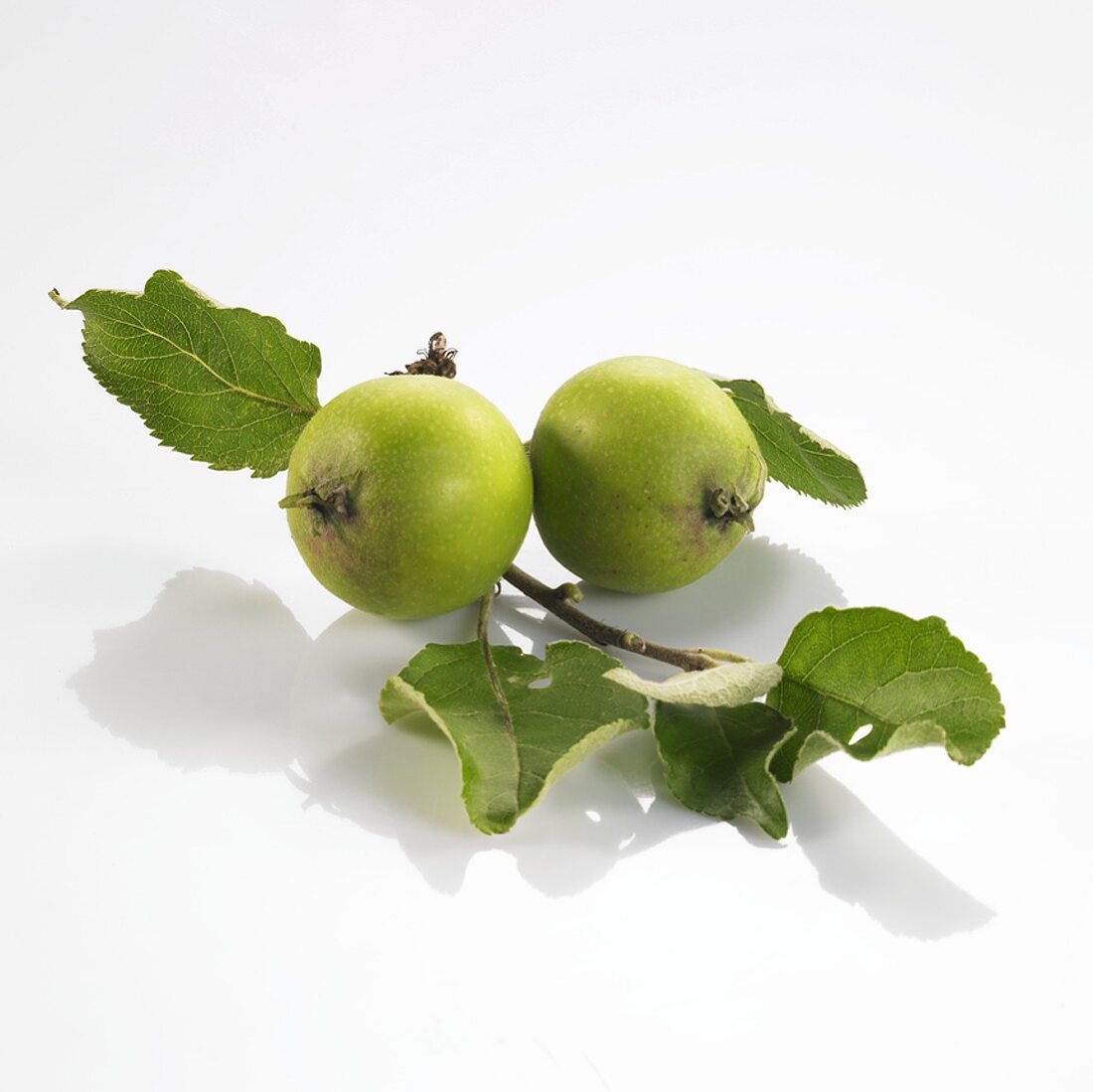Zwei grüne Äpfel am Zweig