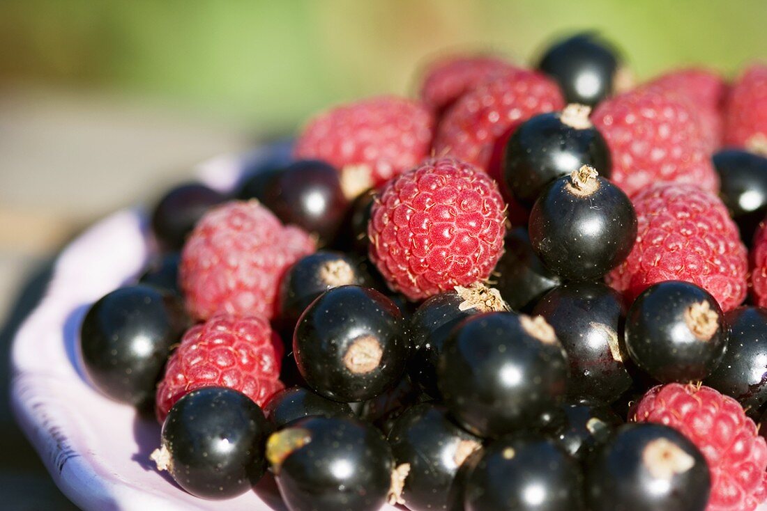 Raspberries and blackcurrants
