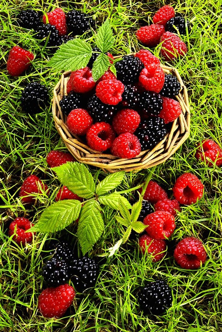 Raspberries and blackberries in a basket and in grass