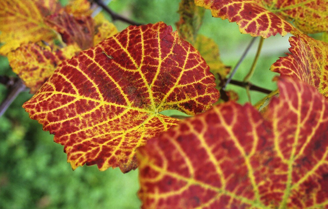 Autumn vine leaves on the vine