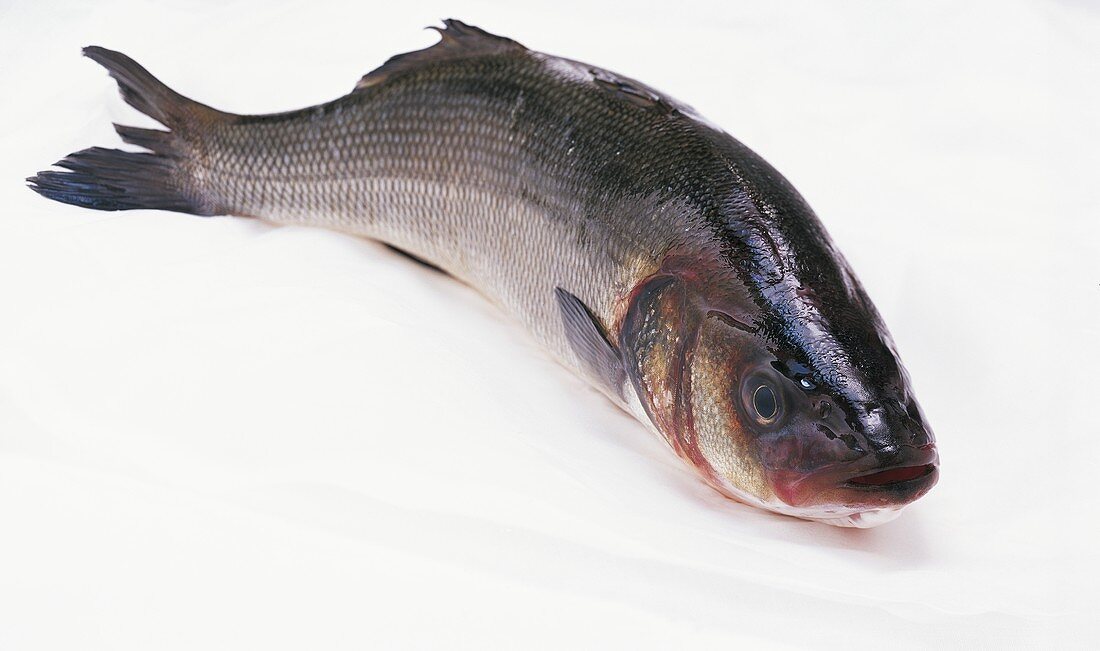 A sea bass