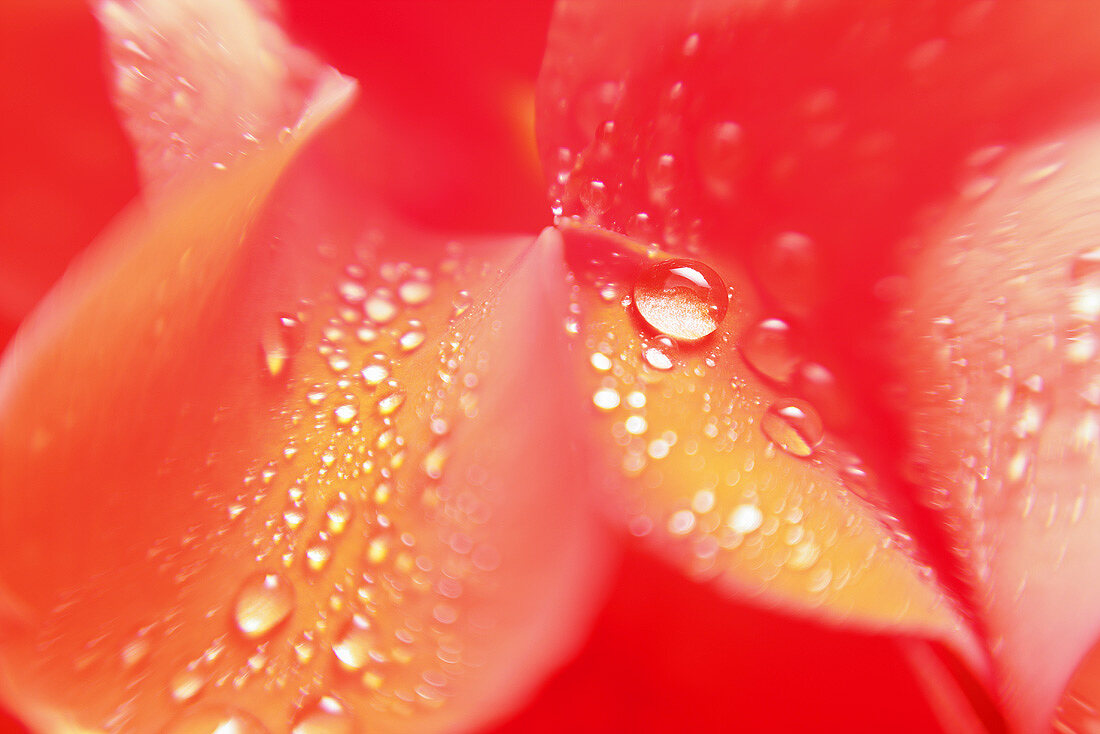 Rosenblätter mit Wassertropfen (Nahaufnahme)