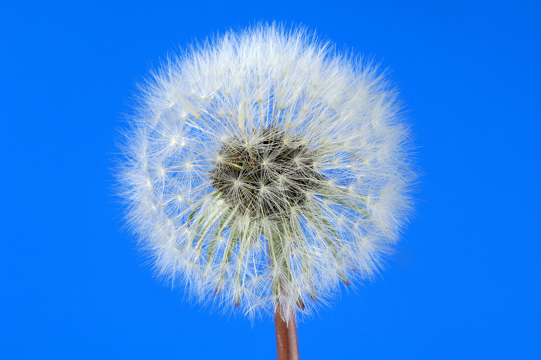 A dandelion clock against a blue background